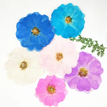 60 adet Preslenmiş Kurutulmuş Boyalı Rosa Chinensis Çiçek Bitki Herbaryum Takı Imi Kartpostal telefon kılıfı Davetiye Kartı DIY